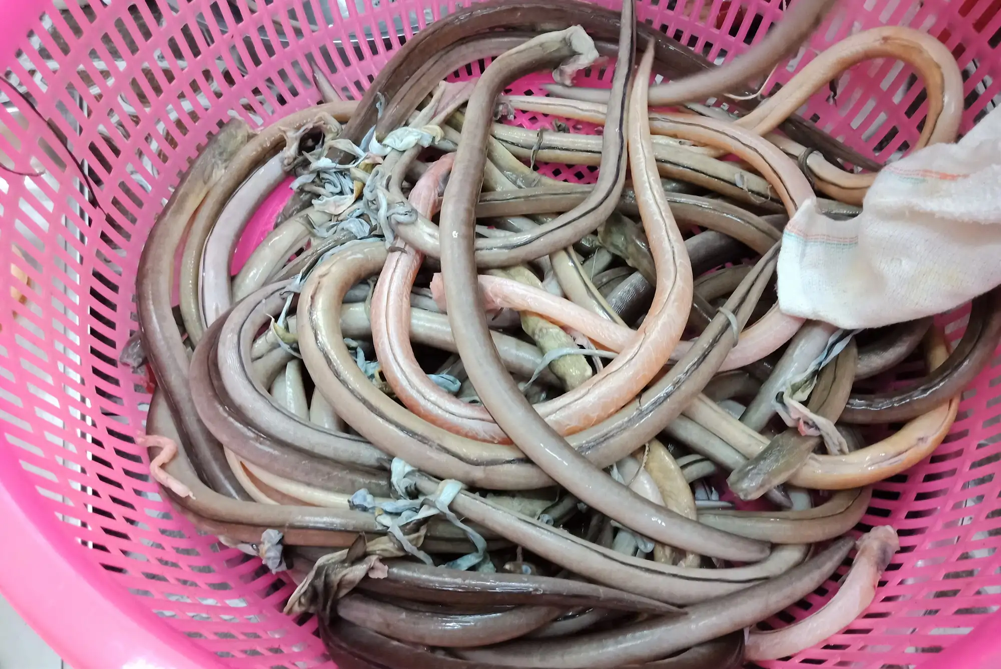 Cá Nhệch
