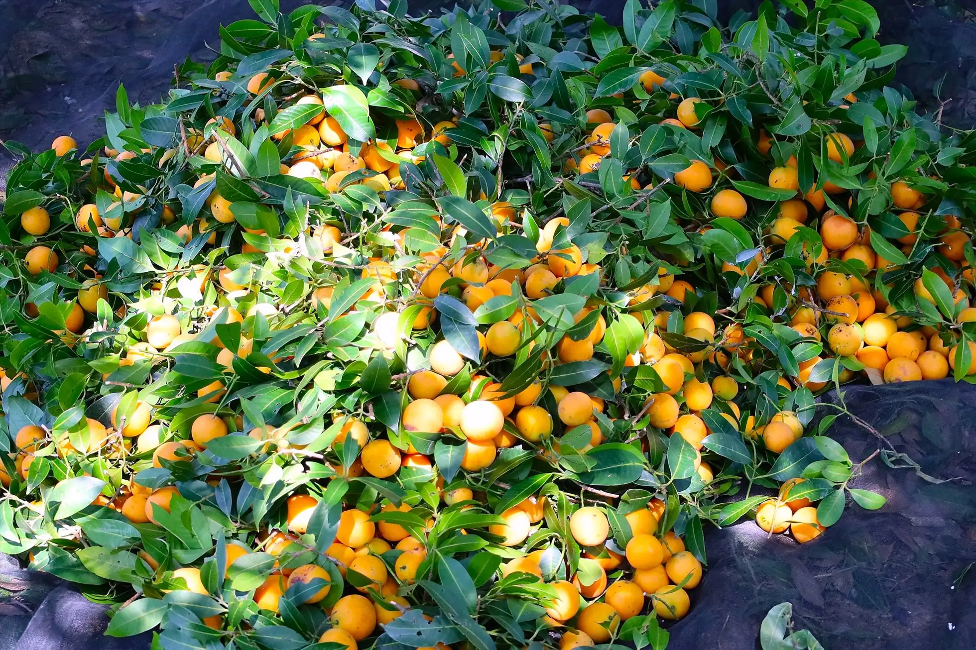 Thanh Trà Bình Minh đặc sản tỉnh Vĩnh Long
